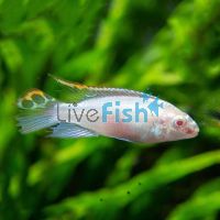 Kribensis Albino 3.5cm