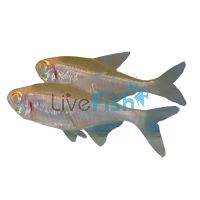Albino Black Neon Tetra 2.5cm