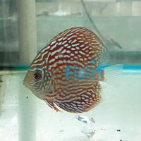 Altum Flora Discus 9cm