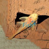 Albino Bristlenose Catfish 3cm