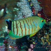 Orange-Lined Angelfish - Medium