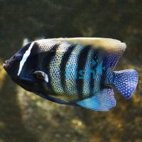 Six Banded Angelfish - Medium