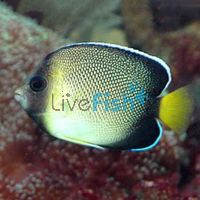 Indian Yellowtail Angelfish - Medium