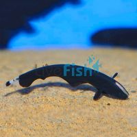 Black Ghost Knife Fish 8cm