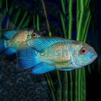 Neon Blue Acara 5cm