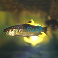 Red-Eye Characin 6cm