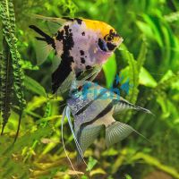 Assorted Angelfish 6cm