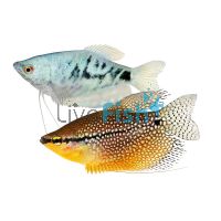Assorted Gourami 5cm
