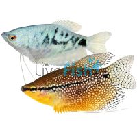 Assorted Gourami (Blue, Gold, Opal, Plat, Silver & Lace) 9cm