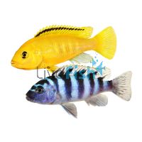 Assorted Malawi Cichlid 3-4cm
