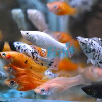 Assorted Molly 4cm