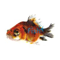 Assorted Telescope Goldfish 7cm 