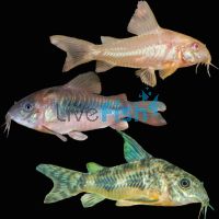 Assorted Corydoras 3.5cm