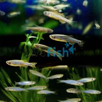 100x Assorted Danio 3-4cm