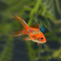 Assorted Fantail 5cm