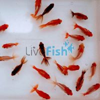 Assorted Fantail 4cm (LOCAL)