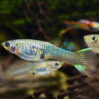 Assorted Female Endlers Guppy 3.5cm