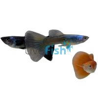 Assorted Male Moscow Guppy 3.5cm