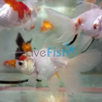 Assorted Oranda 9cm