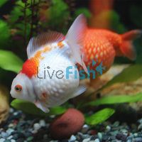 Assorted Pearl Scale Ping Pong 7cm