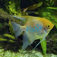 Assorted Pearlscale Angelfish 6cm
