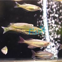 Assorted Rainbow 5cm