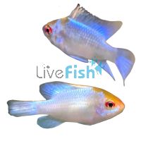 Assorted Ramirezi Longfin 3.5cm