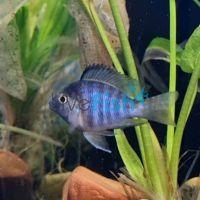 Balloon Marble Peacock 5cm
