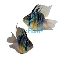 Balloon Ramirezi Blue - Select 4.5cm