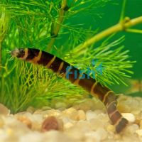 Banded - Kuhli Loach 5cm