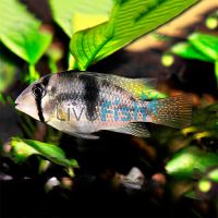 Bandit Cichlid 5cm