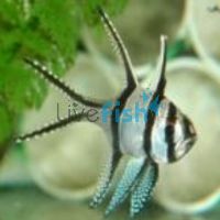 Banggai Cardinalfish - Medium