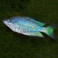 Barcoo River Rainbow 5cm