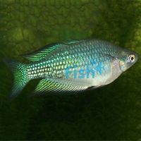 Desert Rainbow Barcoo River 7cm