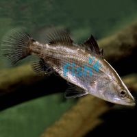 Barramundi 5cm
