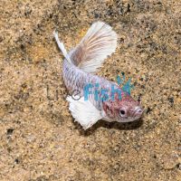 Female Elephant Ear Betta 4cm