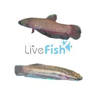 Betta Miniopina 3cm