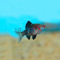 Black Ruby Barb 2.5cm