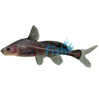 Black Lancer Catfish 7cm