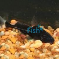 Black Lancer Catfish 5cm