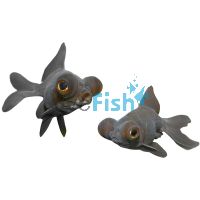 Black Moor 5cm