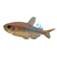 Blueberry Tetra 3cm 