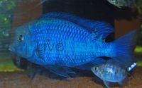 Blue Dolphin 10cm