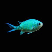 Blue-Green Chromis - Medium