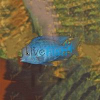 Blue Dolphin 3cm
