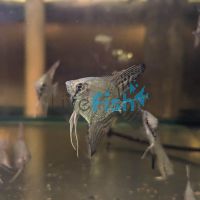 Blue Zebra Pinoy Angelfish 4.5cm