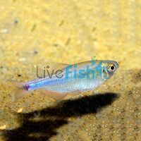 Cochus Blue Tetra 3cm