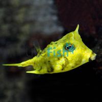 Longhorn Boxfish - Medium