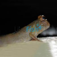 Mudskipper 5cm - Brackish