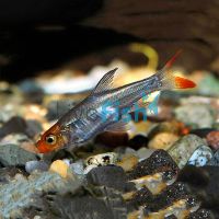 Burmese Rummynose 2.5cm